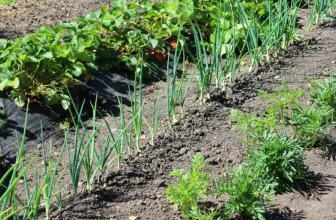 Was sind die besten Begleitanpflanzungstechniken für Bio -Gärten?