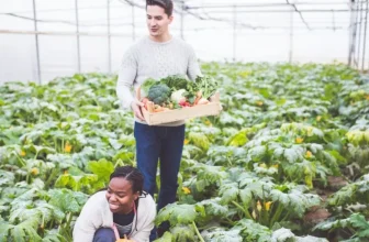 Bauen Sie Ihr eigenes Bio -Gewächshaus auf