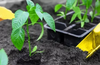 Wie können Sie von konventionell zur organischen Gartenarbeit übergehen?