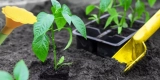 Wie können Sie von konventionell zur organischen Gartenarbeit übergehen?
