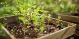 Wie können Sie kindersichere erhöhte Gartenbetten?