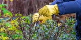 Wie können Sie Ihre Hände im Garten schützen?